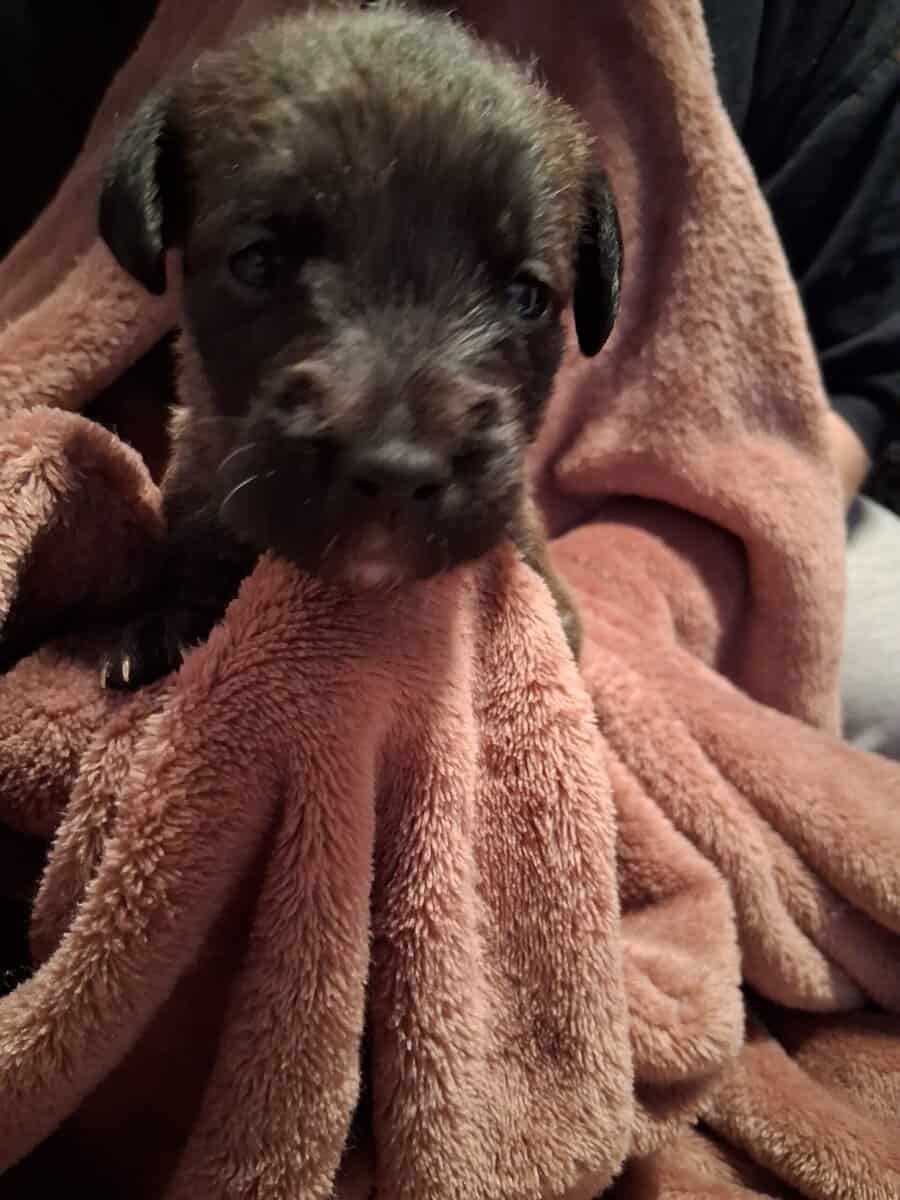 PITOODLE PUPPIES image 5