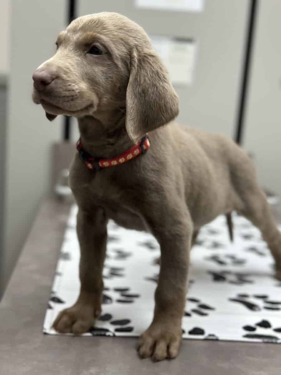 Silver Labrador Puppies for Christmas!!! image 3
