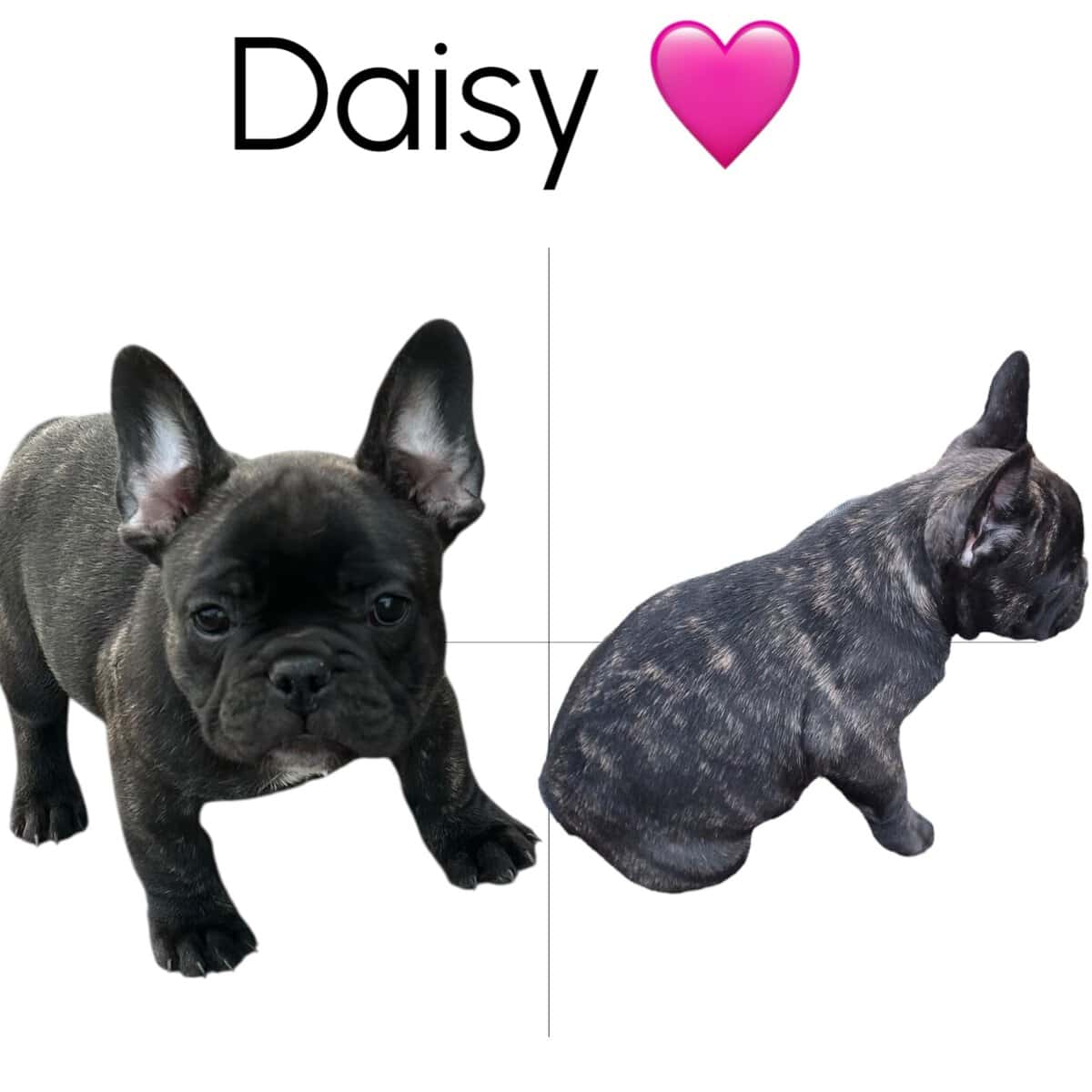 Rehoming 6 AKC French Bulldogs Available NOW image 1