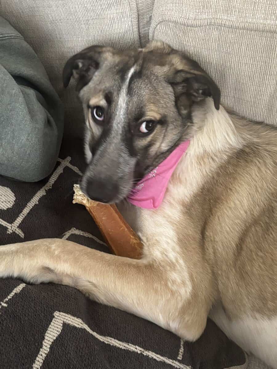 German Shepherd Mix free to a good home image 2