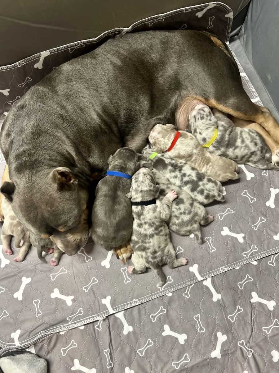 American Bully Puppies For Sale image 2