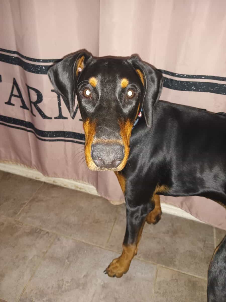Dobie image 1