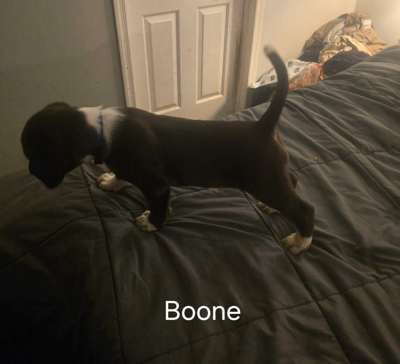 Silver lab /german wired pointer mix image 8