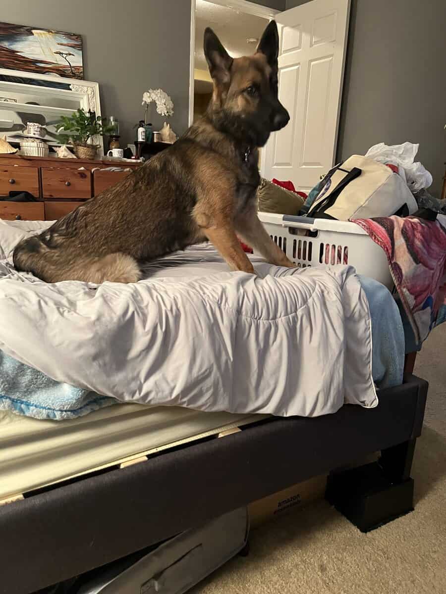 Small Homing Fee Malinois Mix image 3