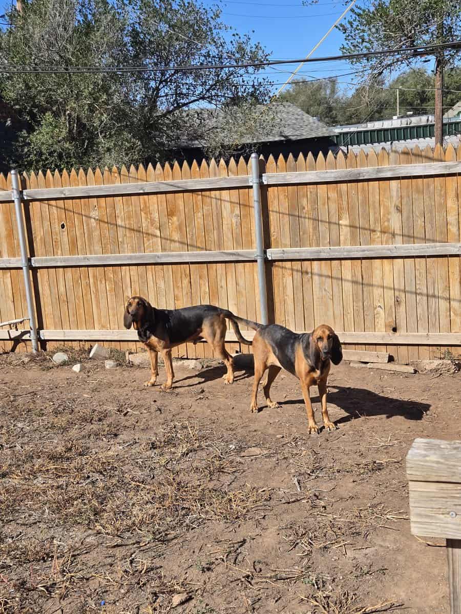 2 bloodhounds image 3