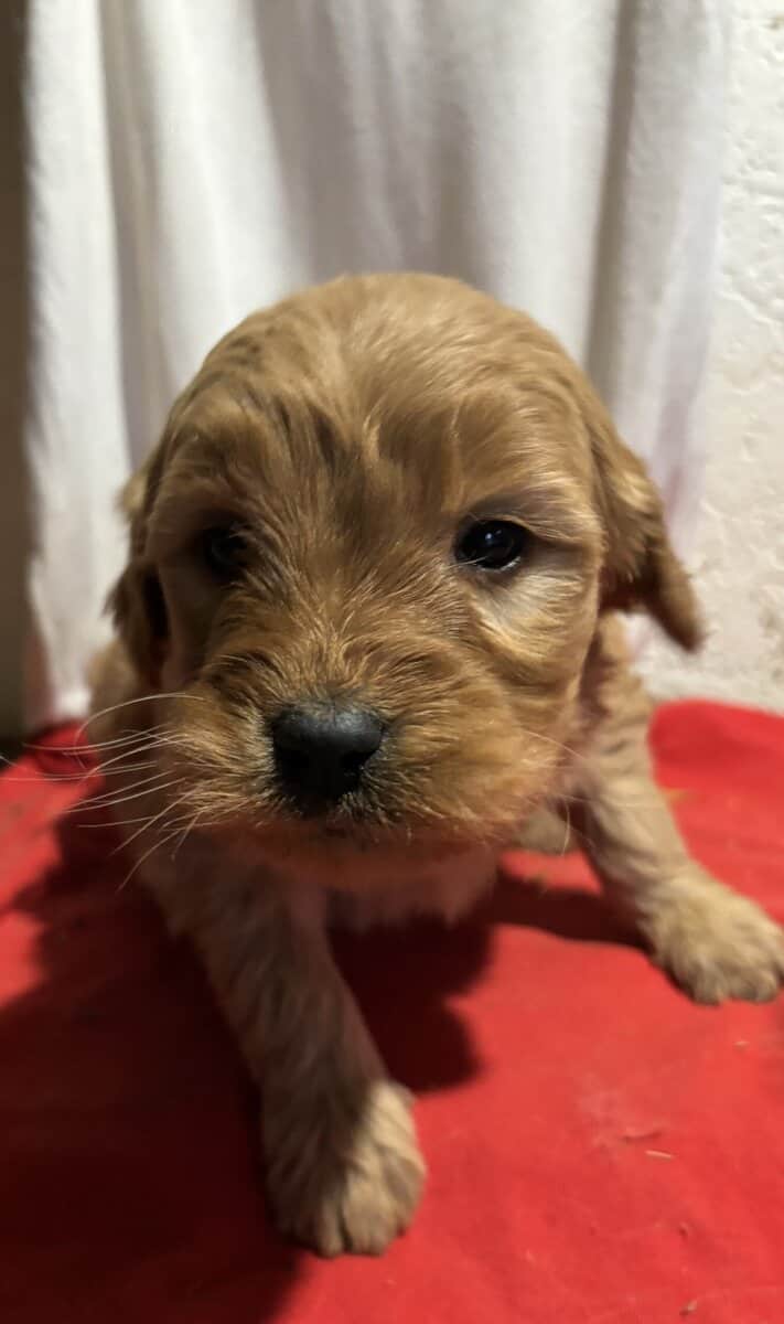 Golden Retriever/Doodle Puppies image 7