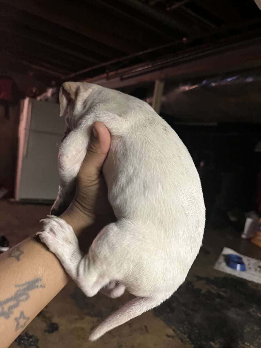 Male blue nose, pitbull puppy image 4