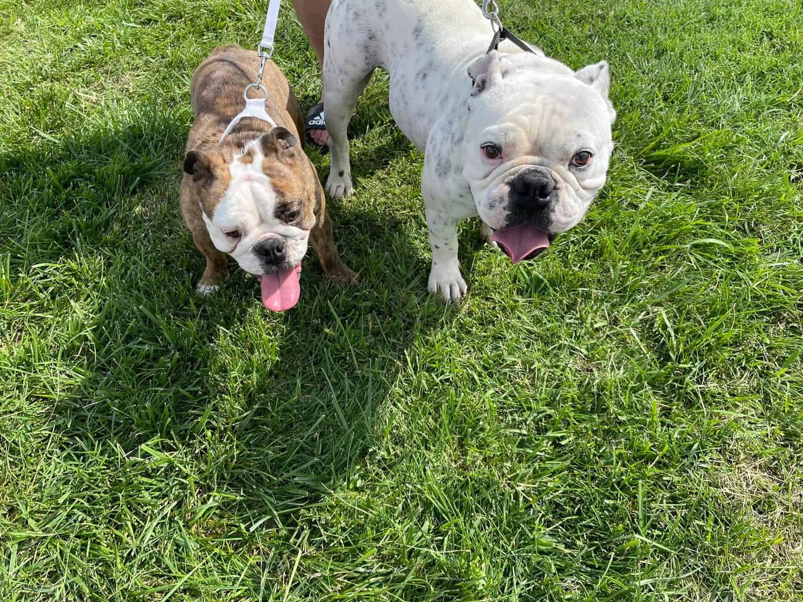 English bulldog image 4