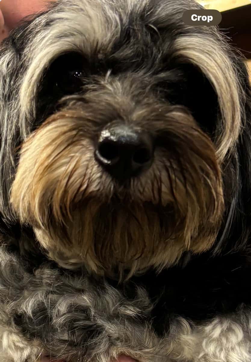 Adorable male YorkiePoo image 4