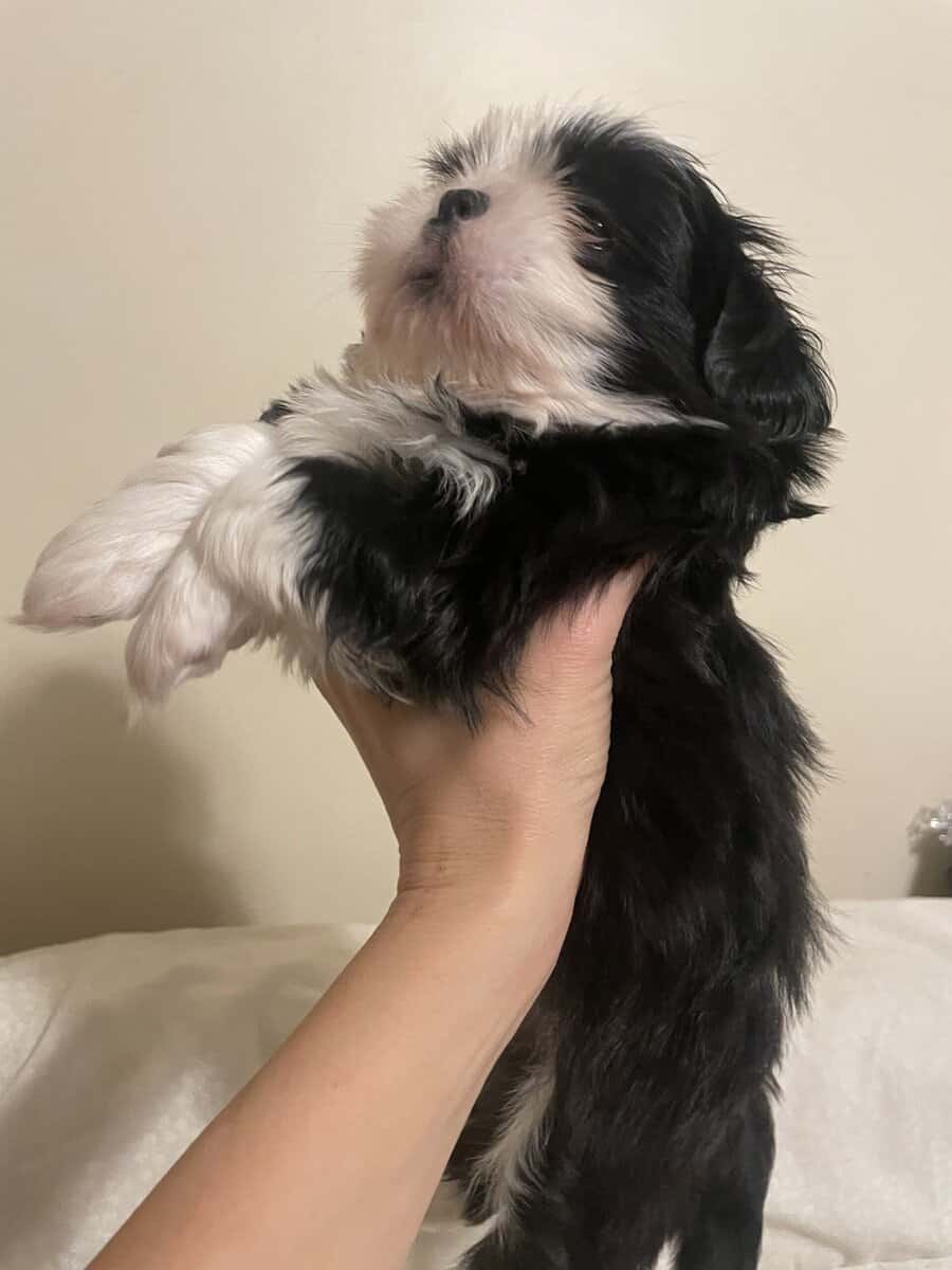 Shih Tzu Puppy - little boy Ducky Lucky image 3