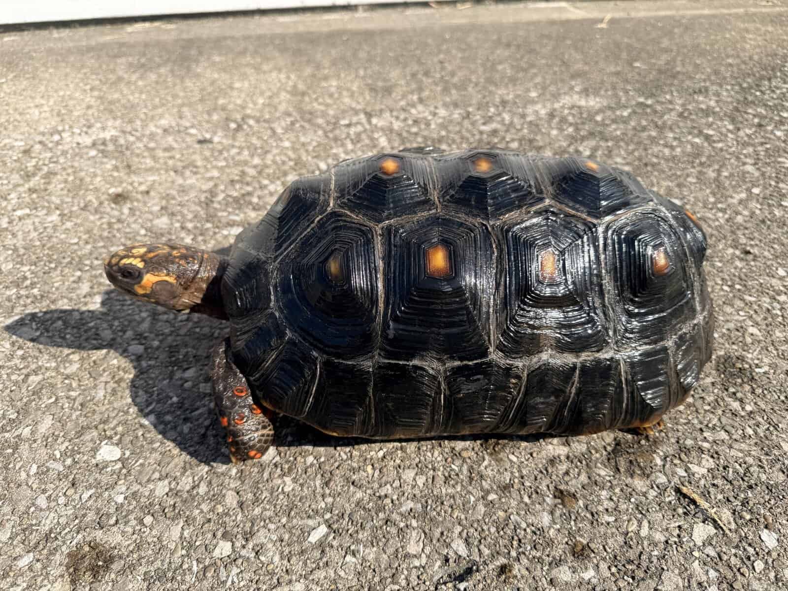 Cherry Head Tortoises image 2