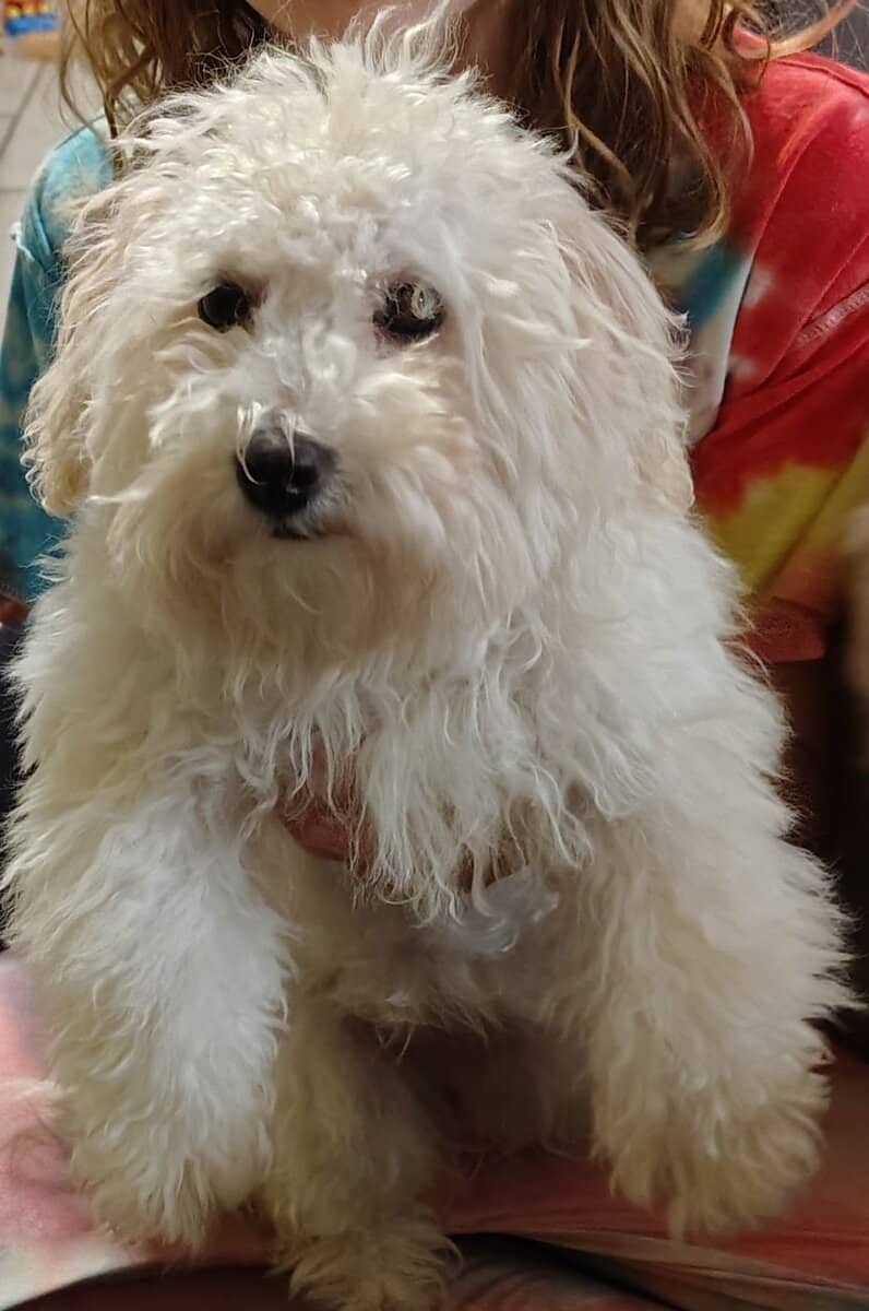Mini poodle image 7