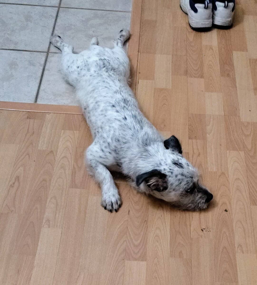 Meet Milo image 4