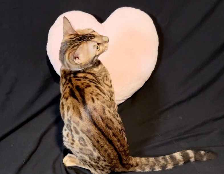Bengal Cat female looking for home image 3