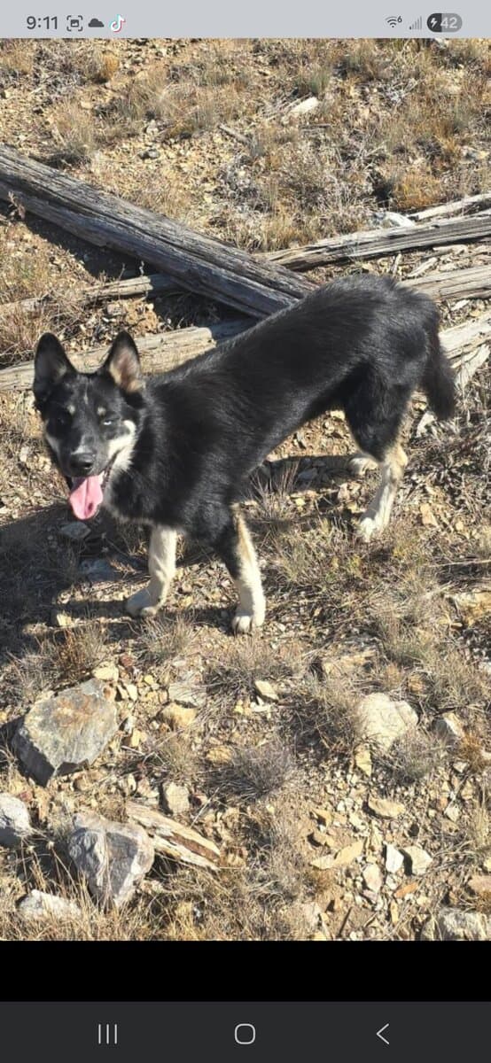 Male Pomsky image 4