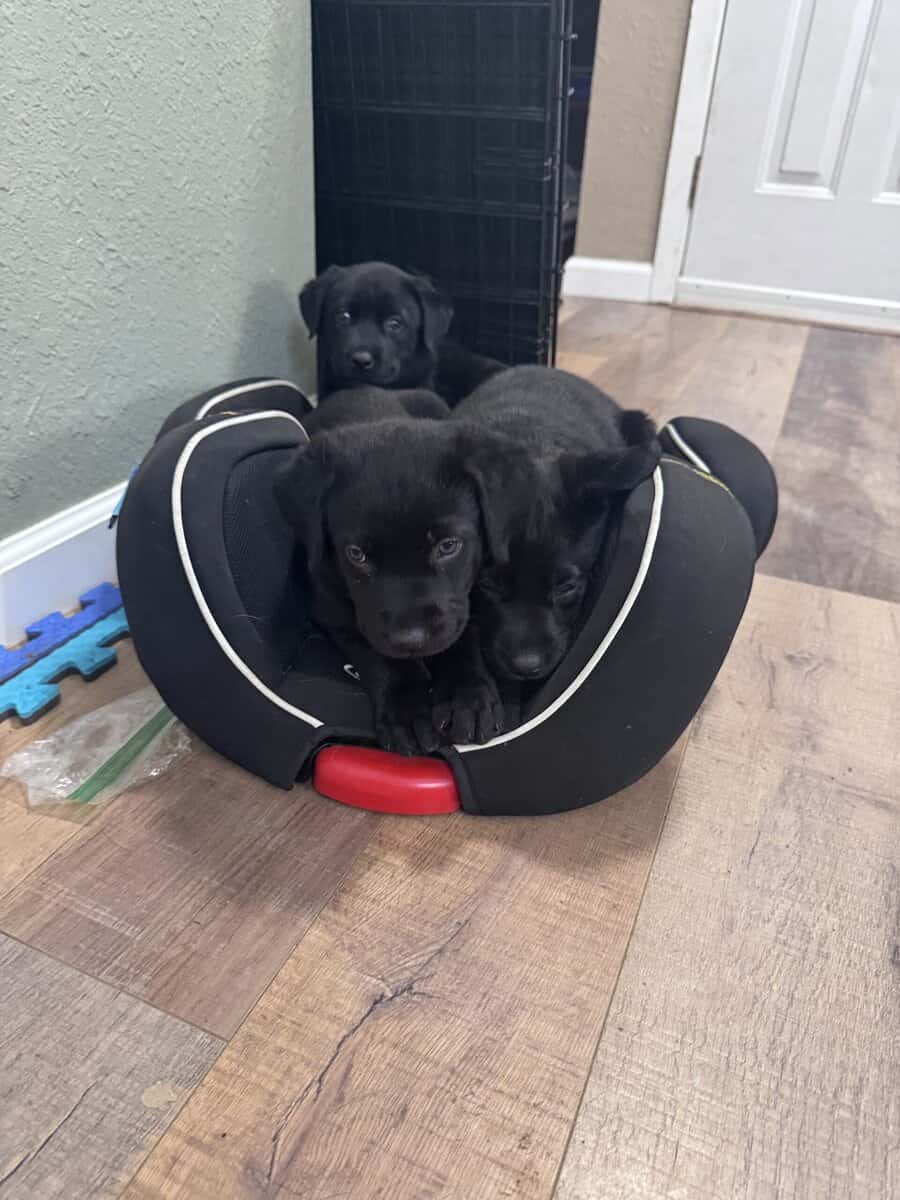 Cuddly, Sweet Belgian Malinois/Lab Puppies image 1