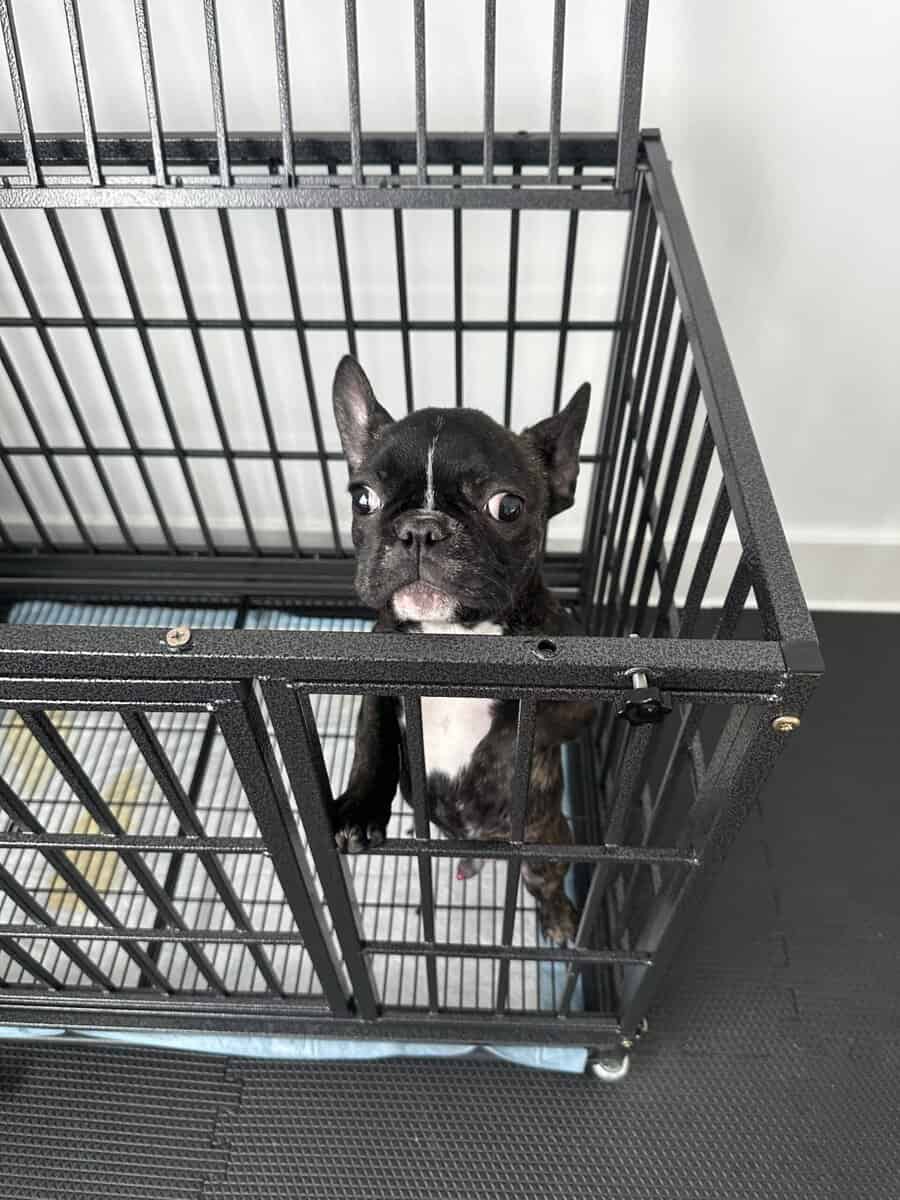 french bulldog image 2