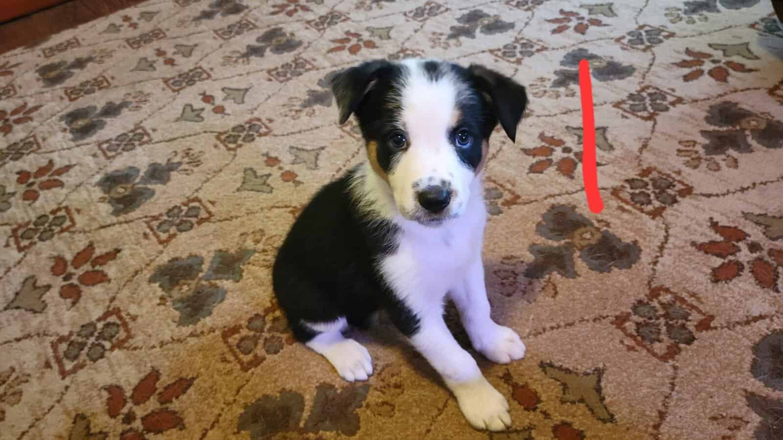Australian Shepherd / Border Collie image 5