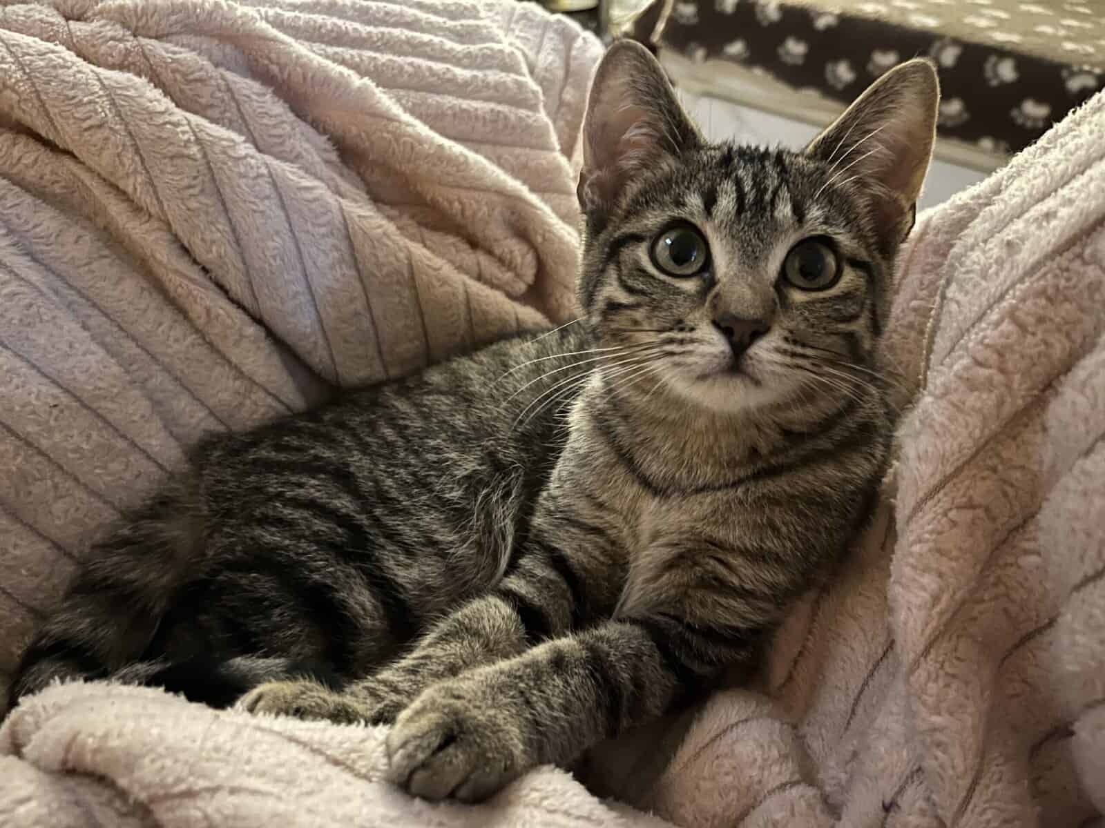 Kittens need a home! image 3