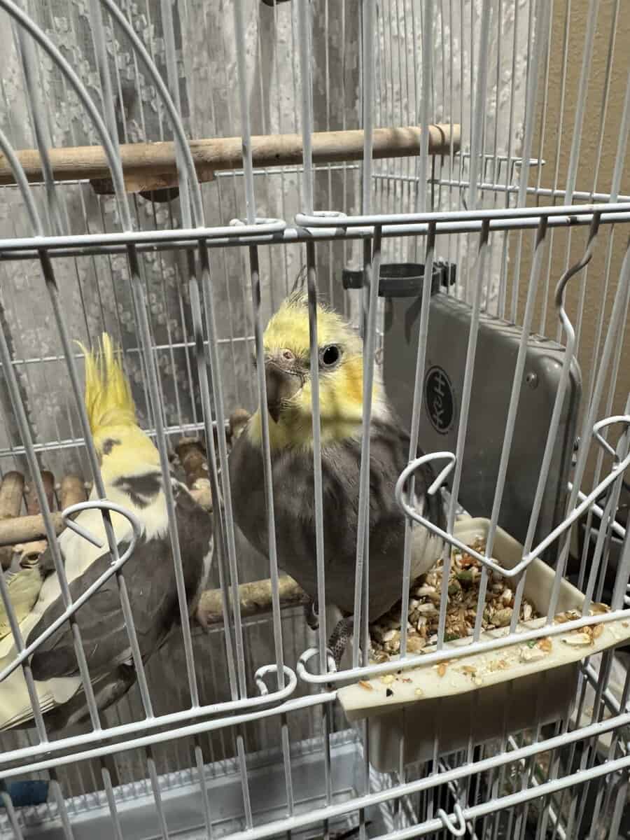 Male and Female Cockatiel for Sale image 2