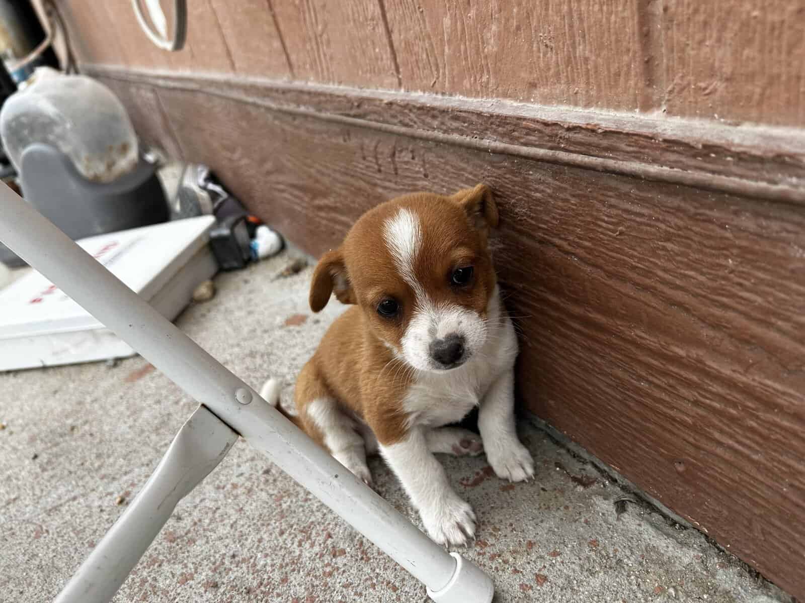 Chihuahua puppy image 1