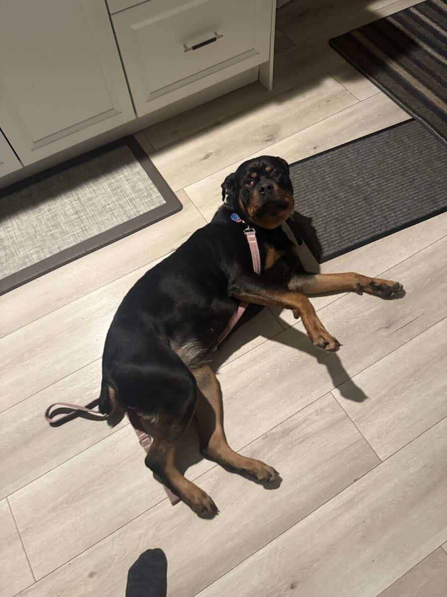 AKC nonspayed Rottweiler image 2