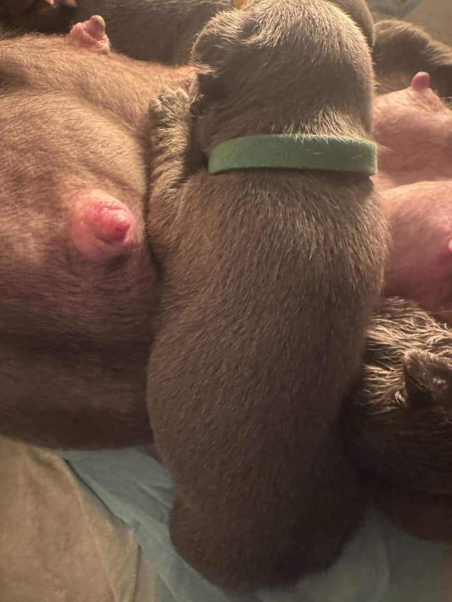 Fluffy french bulldog image 10