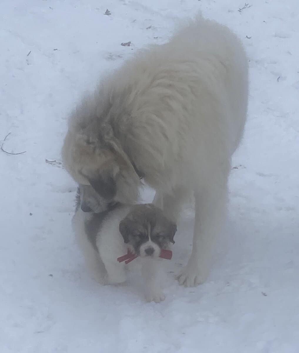 Great Pyrenees Puppy - Male image 5