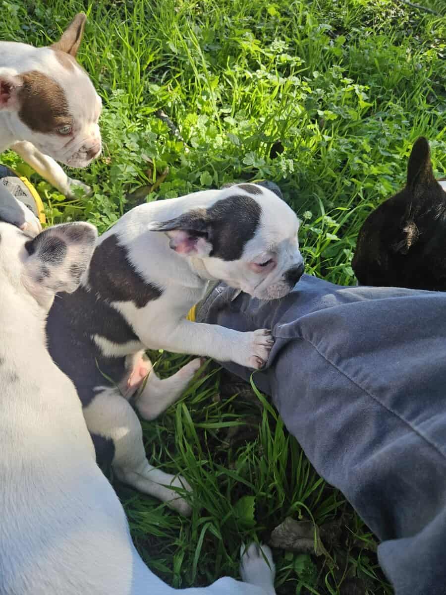 Frenchton image 4