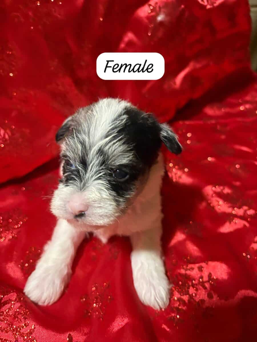 SCHNAUZER & SHIH TZU FUR BABIES R’ US image 3