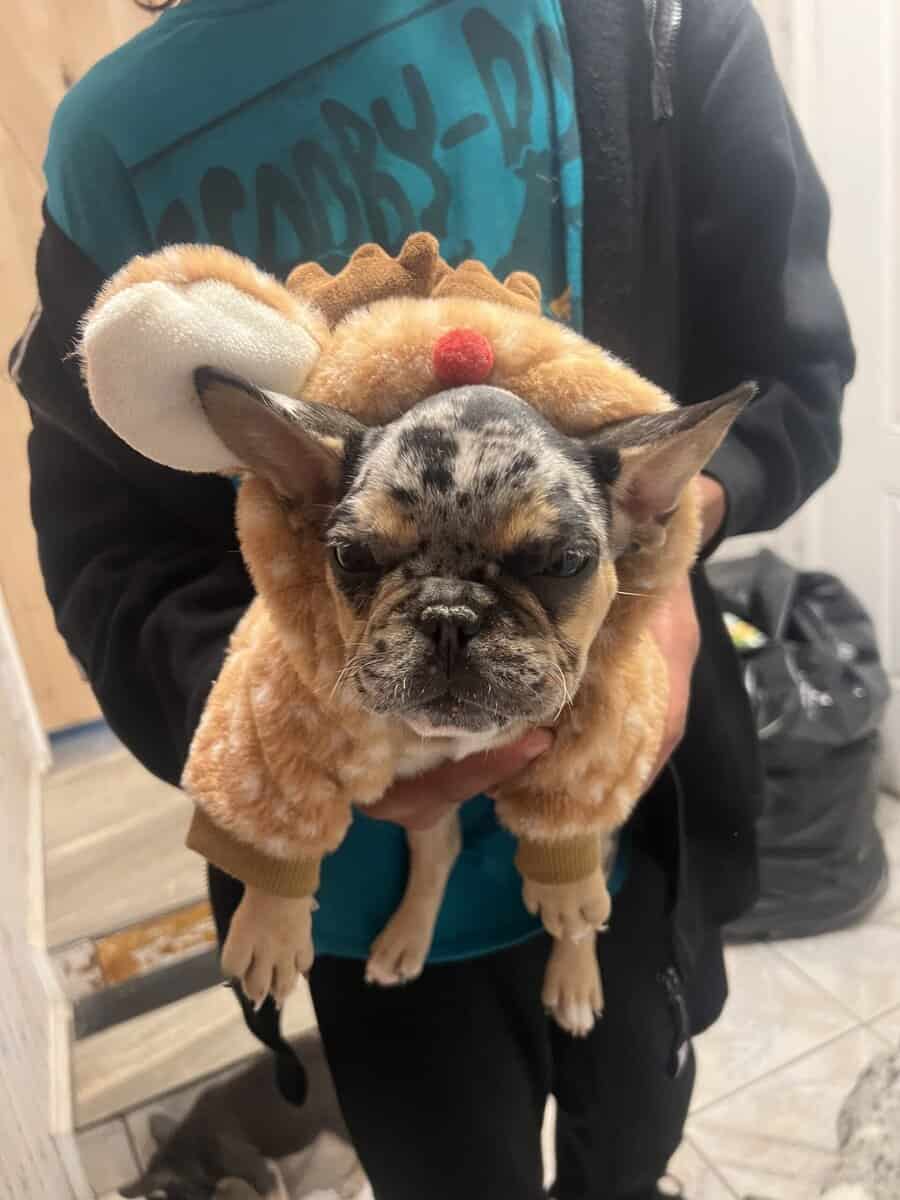 Xmas Puppies image 2