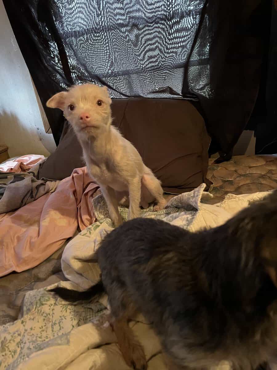 Albino male Chihuahua image 2