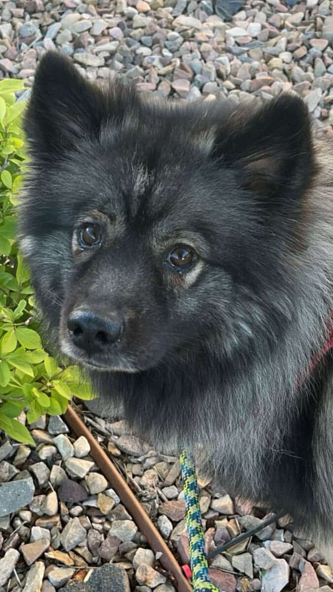 DOG FOR SALE image 3