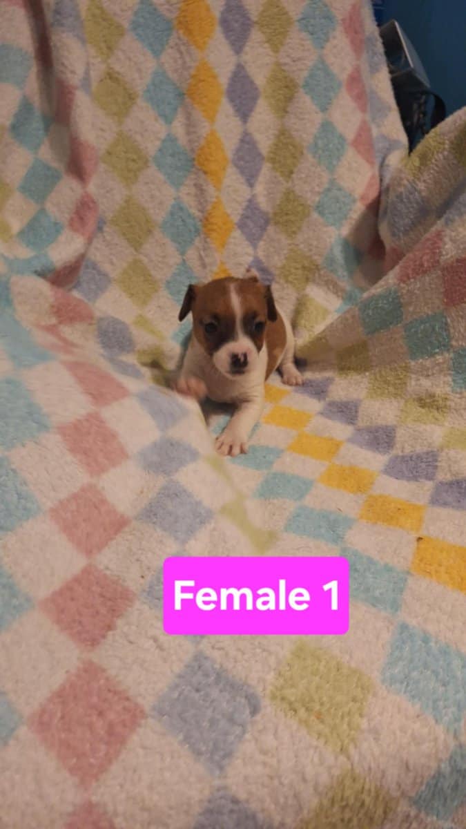 Ckc registered image 5