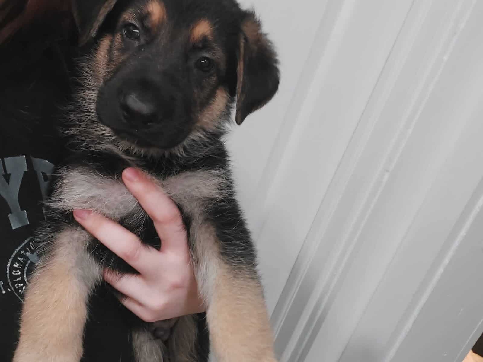 Akc German shepherds image 6