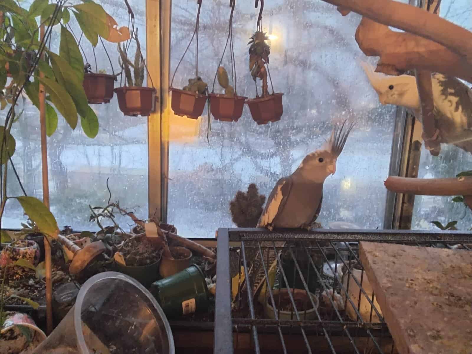 Cockatiels image 1