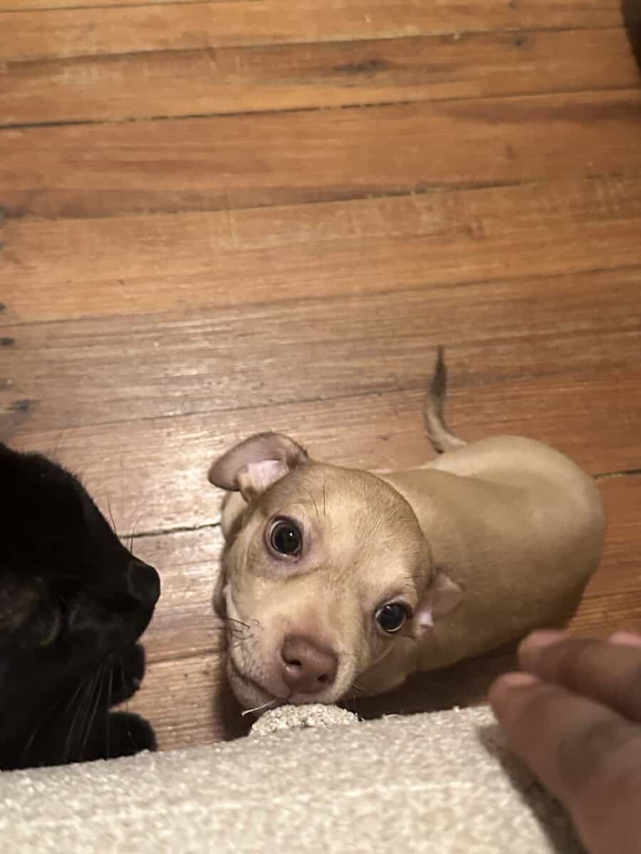 Meet Caramel image 4