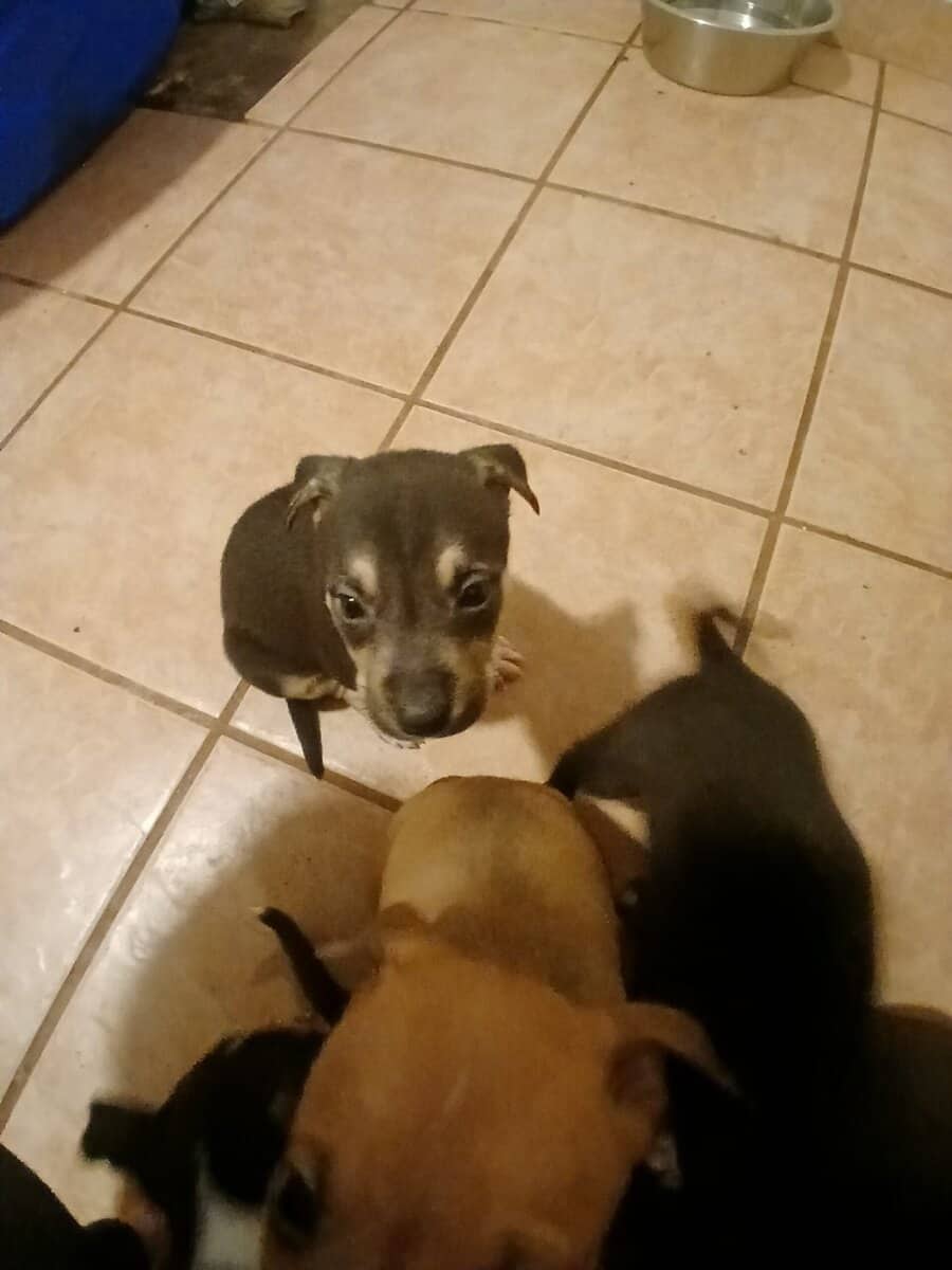 Puppies image 5
