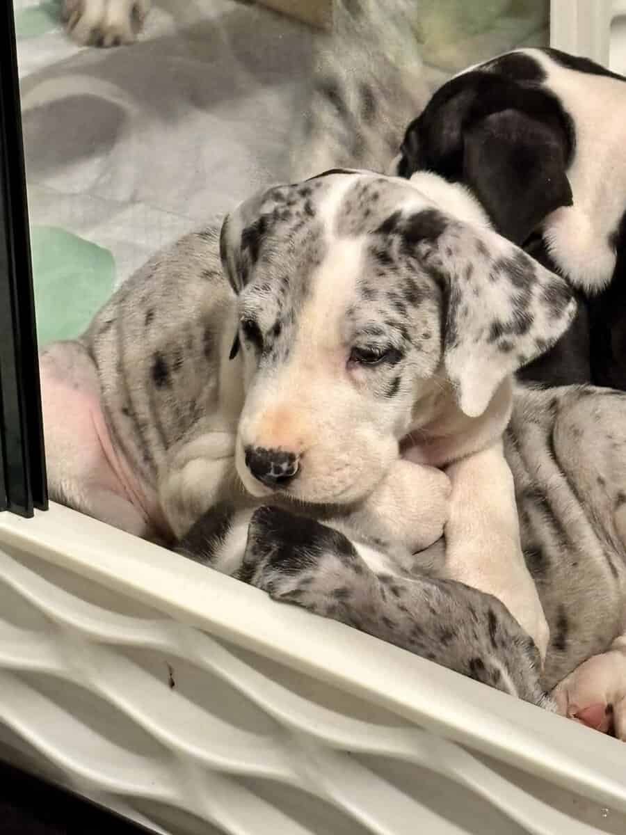 Great Dane puppies image 10