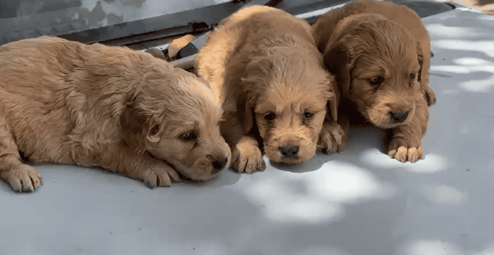Golden Retriever Puppies image 1