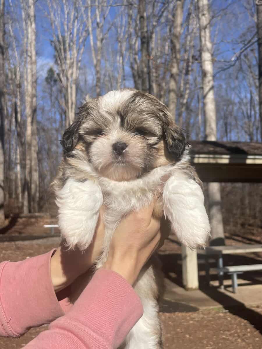 Shih Tzu Pups image 18