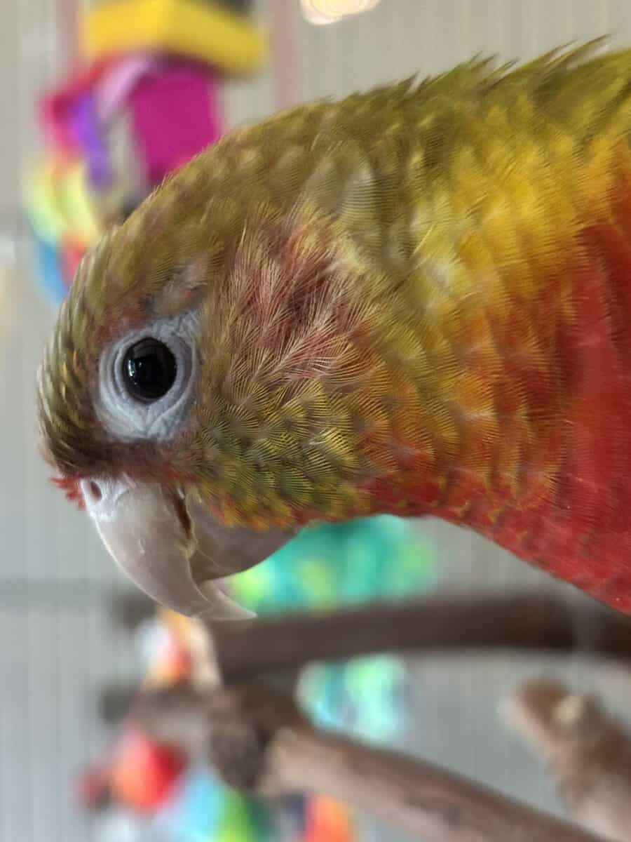 Green Cheek Conure image 1