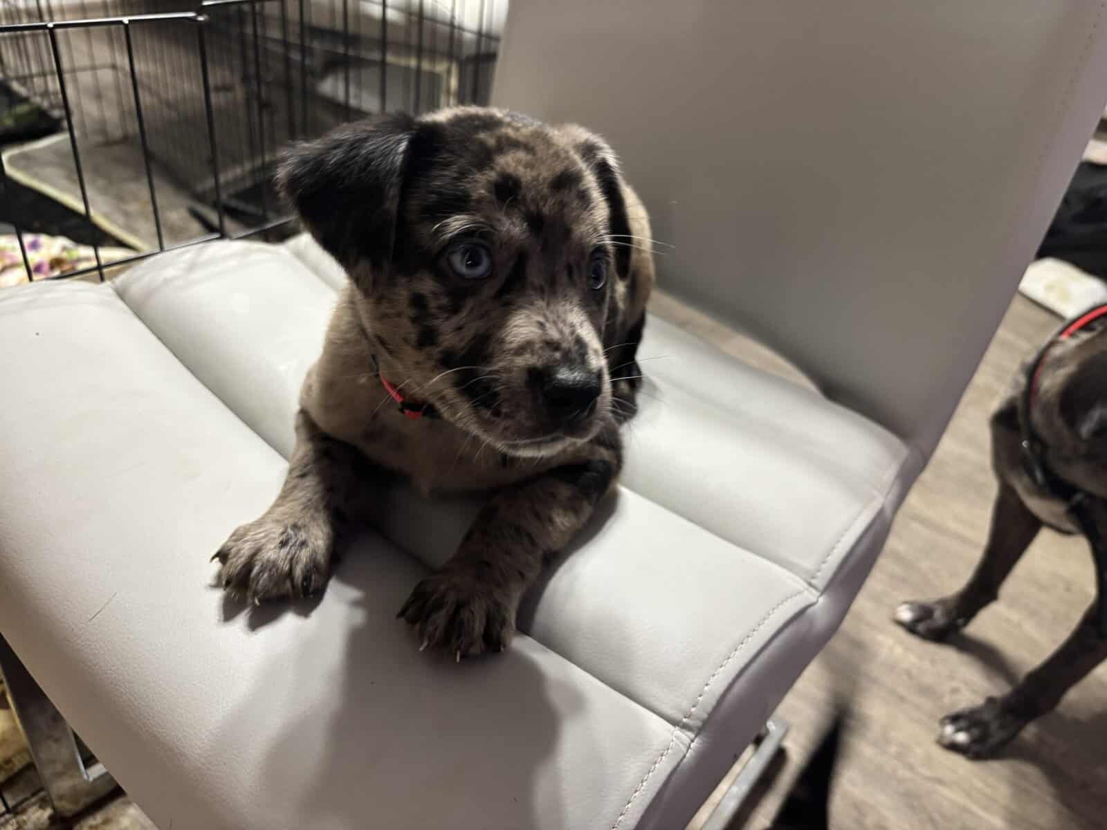Catahoula puppy for sale image 2