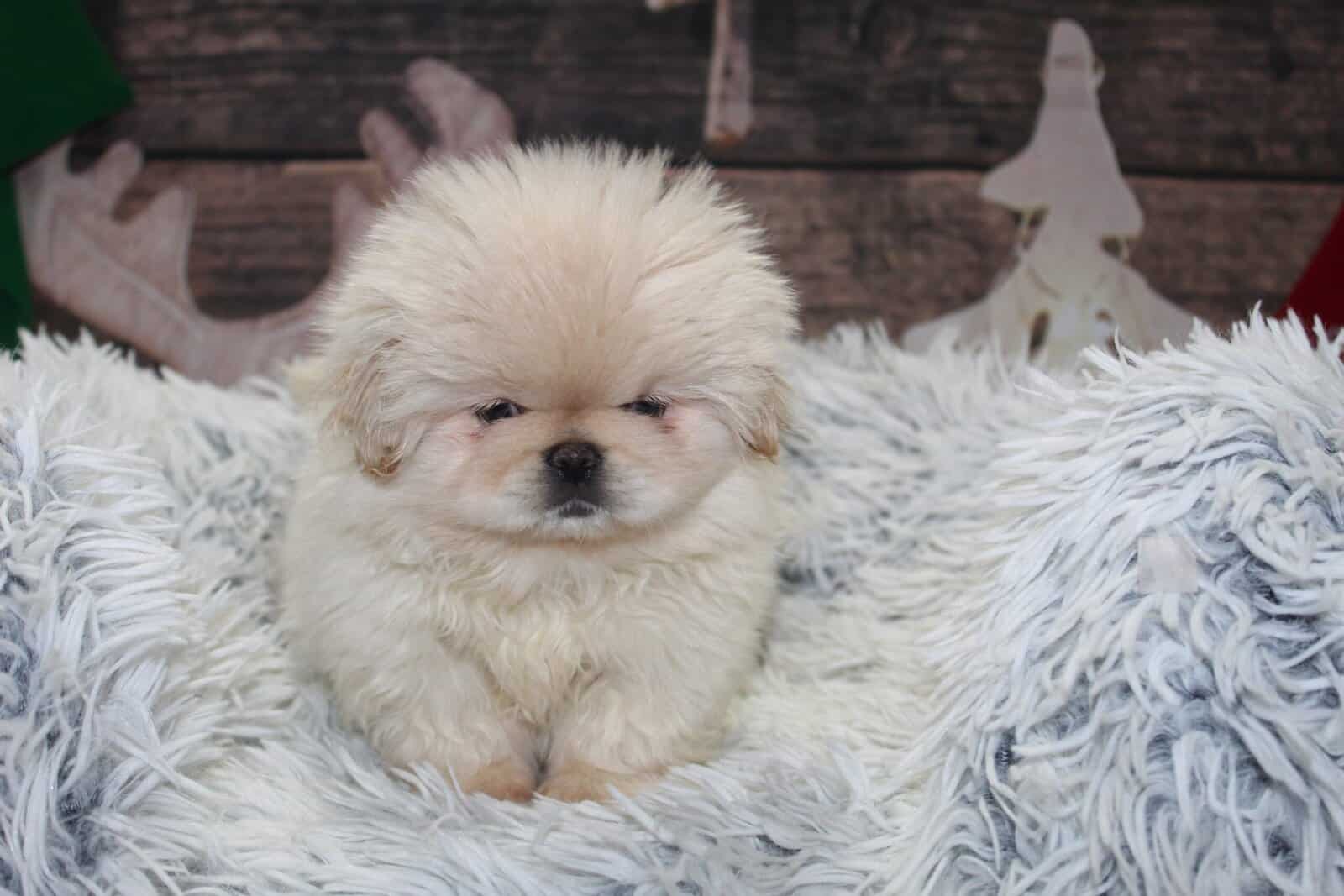 AKC Pekingese image 2