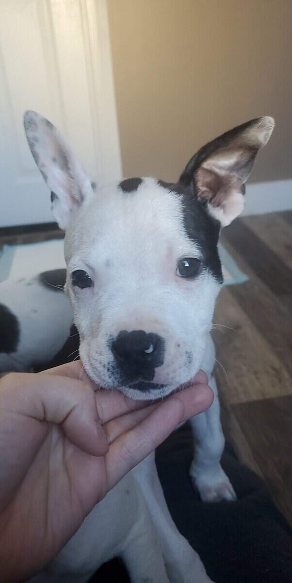 3 puppies looking for a good home! image 7