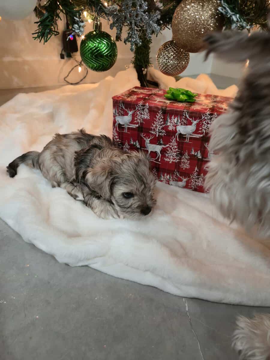 Confetti Miniature Schnauzer image 3