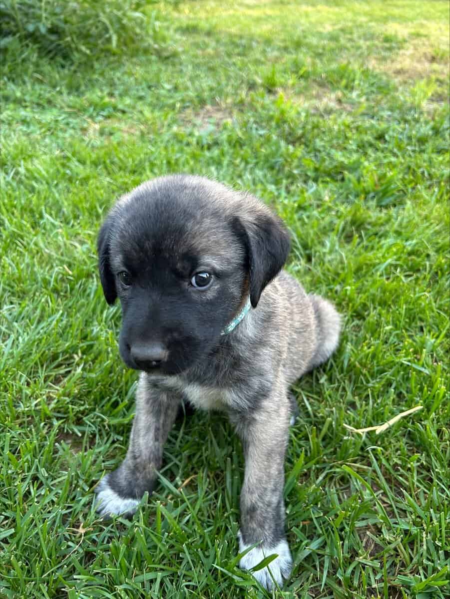 Anatolian Shepherds image 5