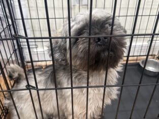 Looking for rehoming