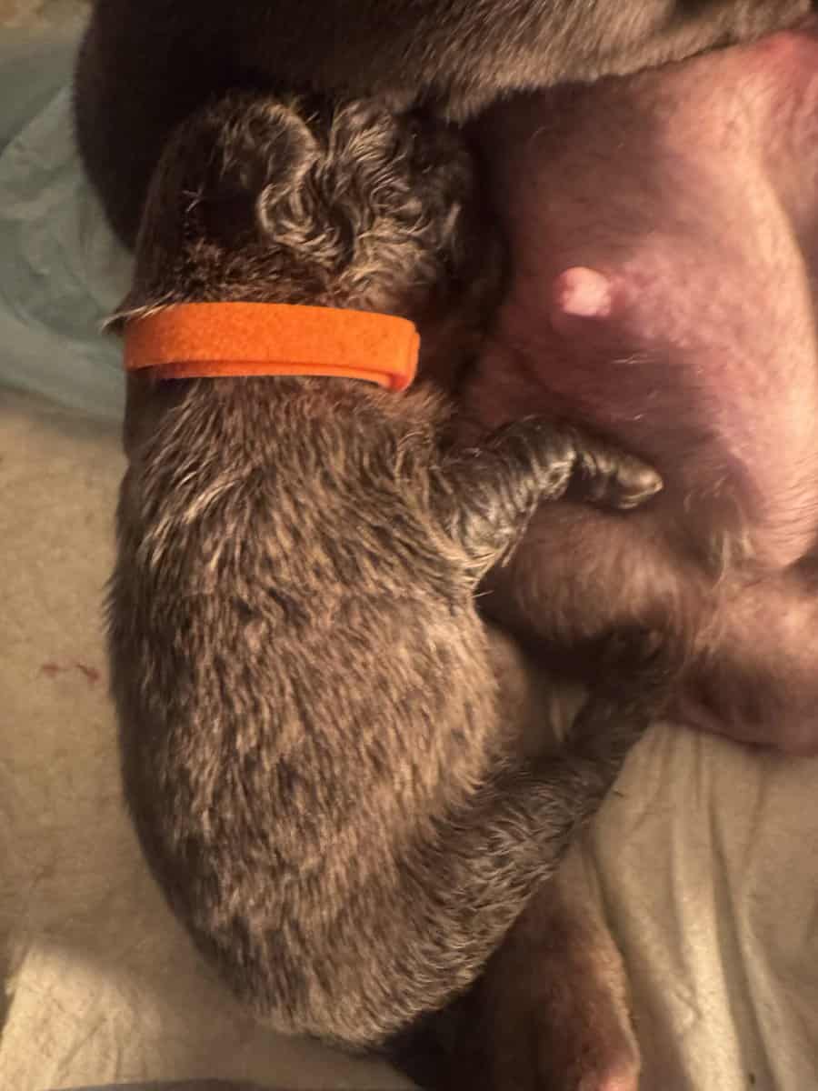 Fluffy french bulldog image 9