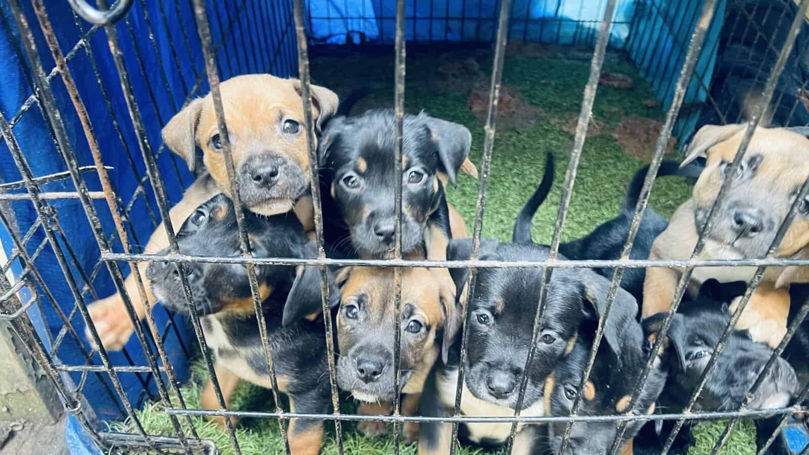 American bully blood hound puppies image 6